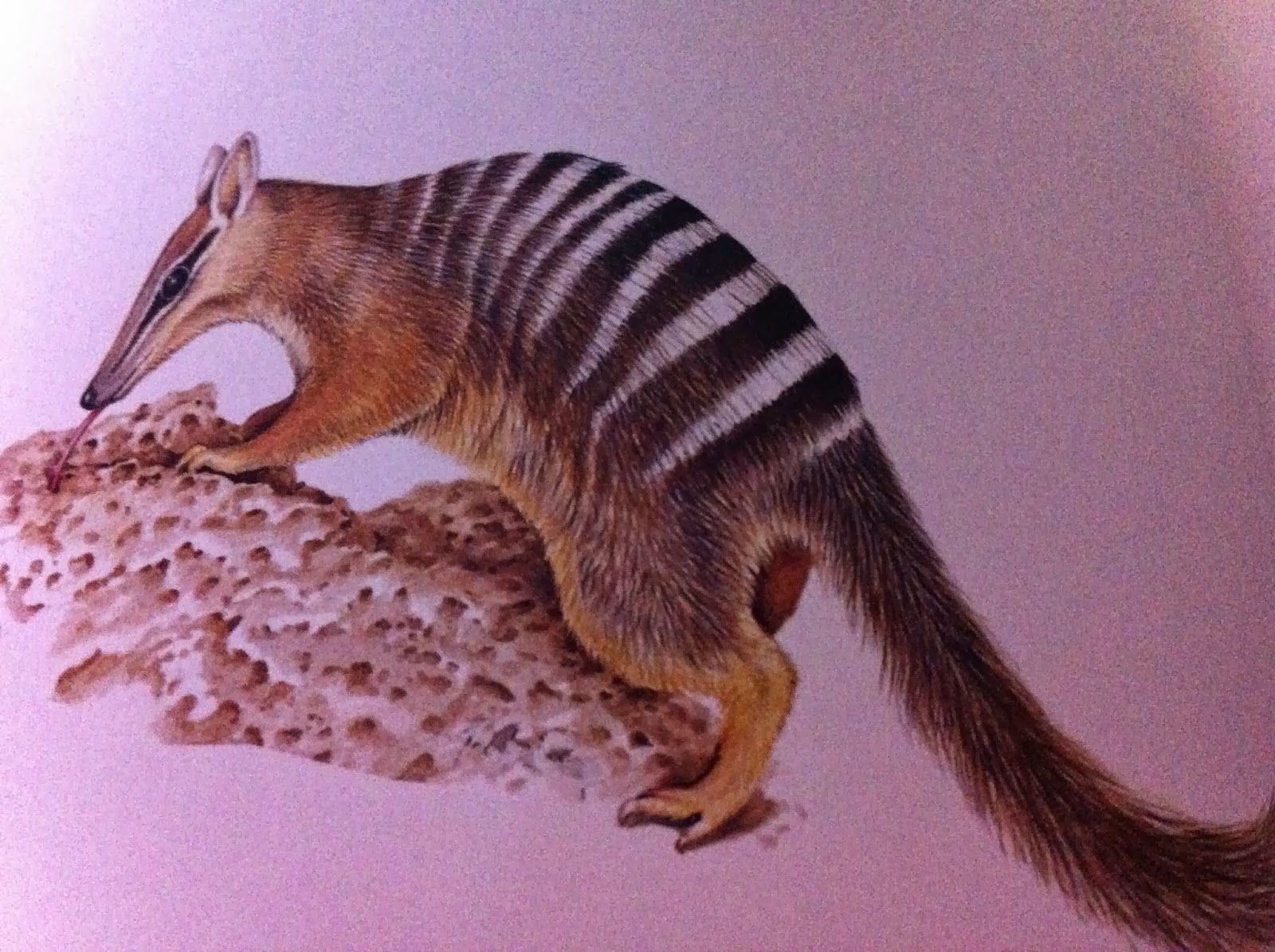 Томат сумчатый муравьед (Dwarf Numbat)